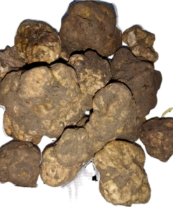 Tartufo bianco pregiato (Tuber magnatum pico)